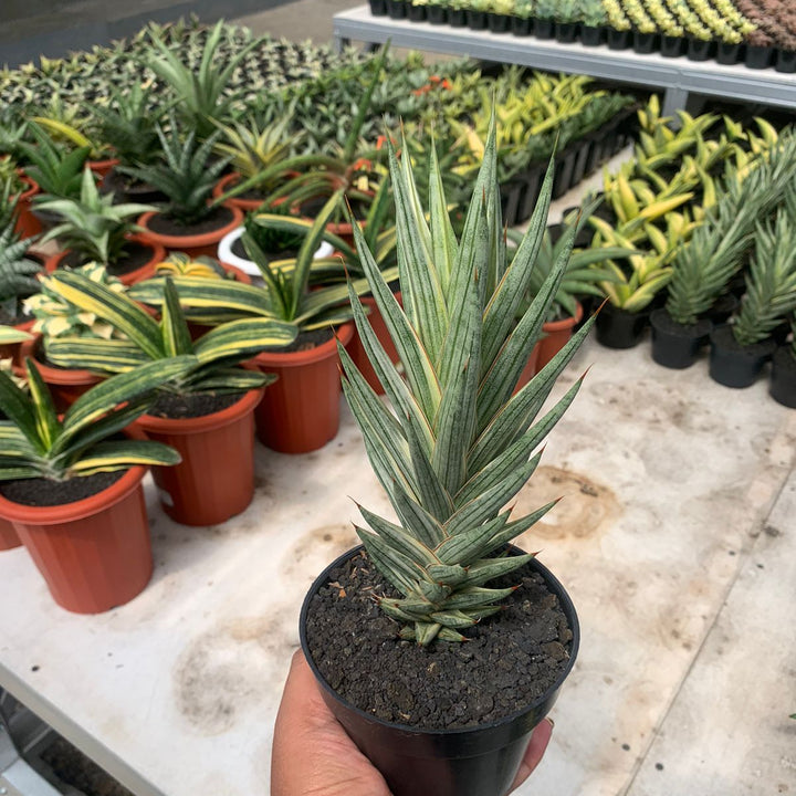 Sansevieria Francisis Variegated White Big