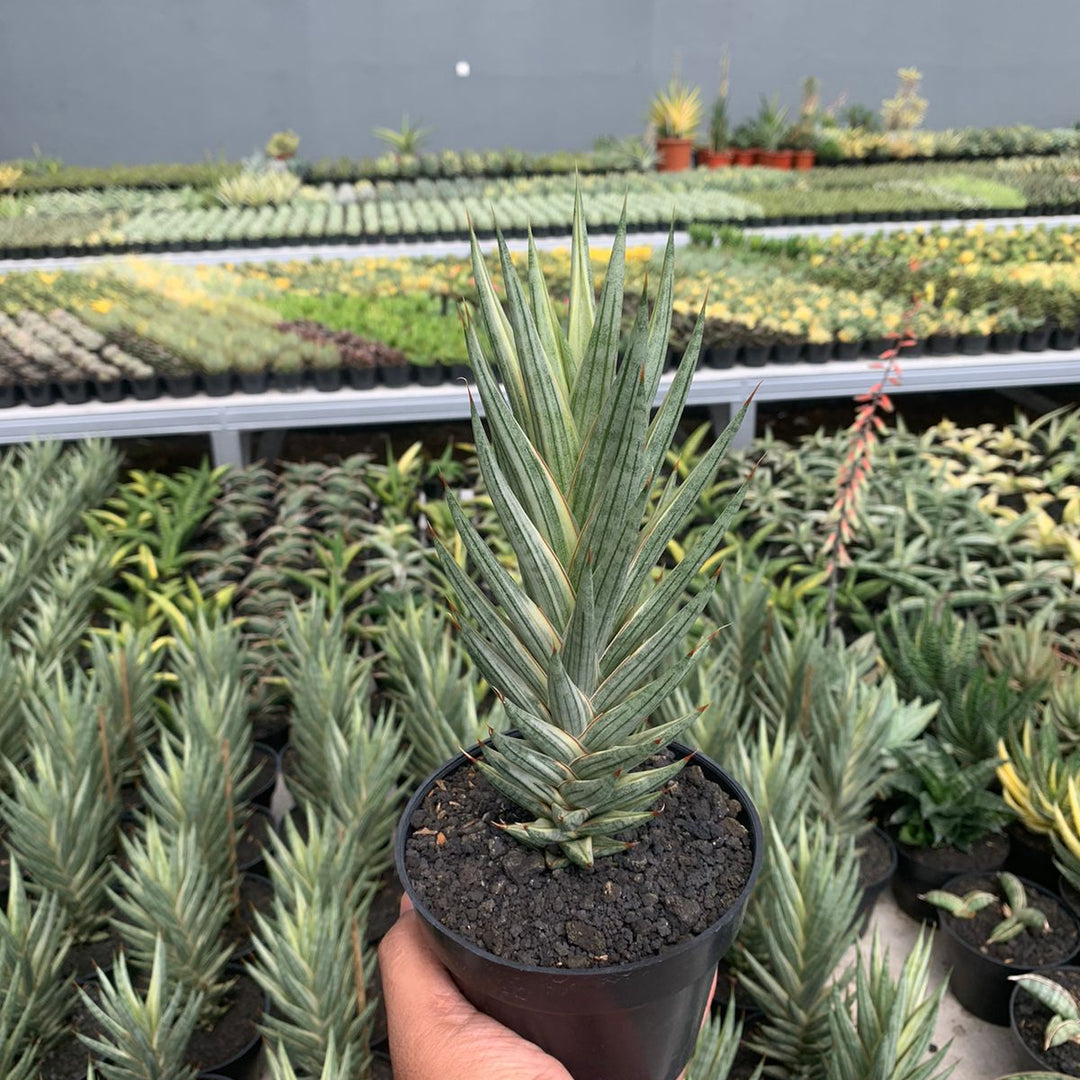 Sansevieria Francisis Variegated White Big