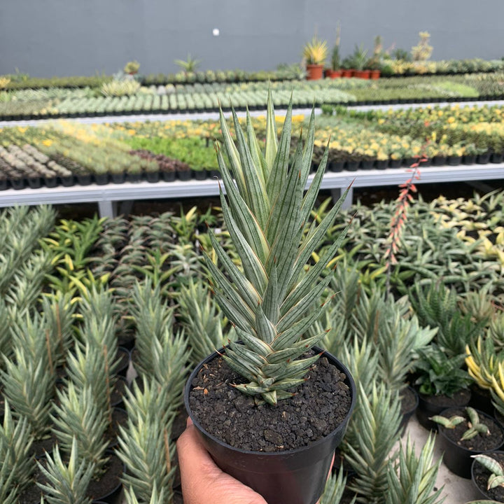 Sansevieria Francisis Variegated White Big