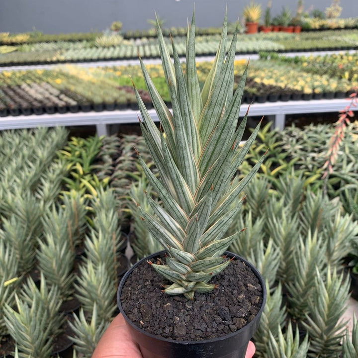 Sansevieria Francisis Variegated White Big