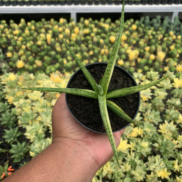 Sansevieria Lady Carm Variegated