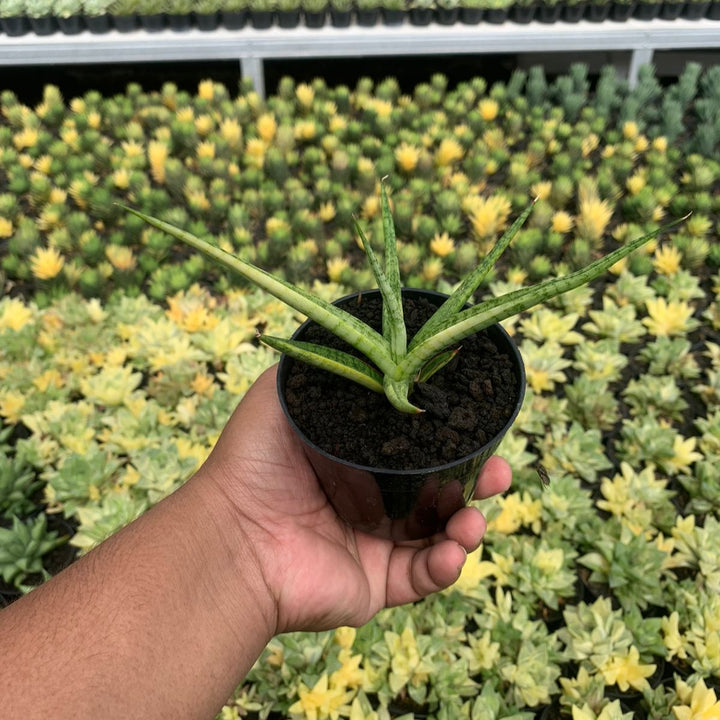 Sansevieria Lady Carm Variegated