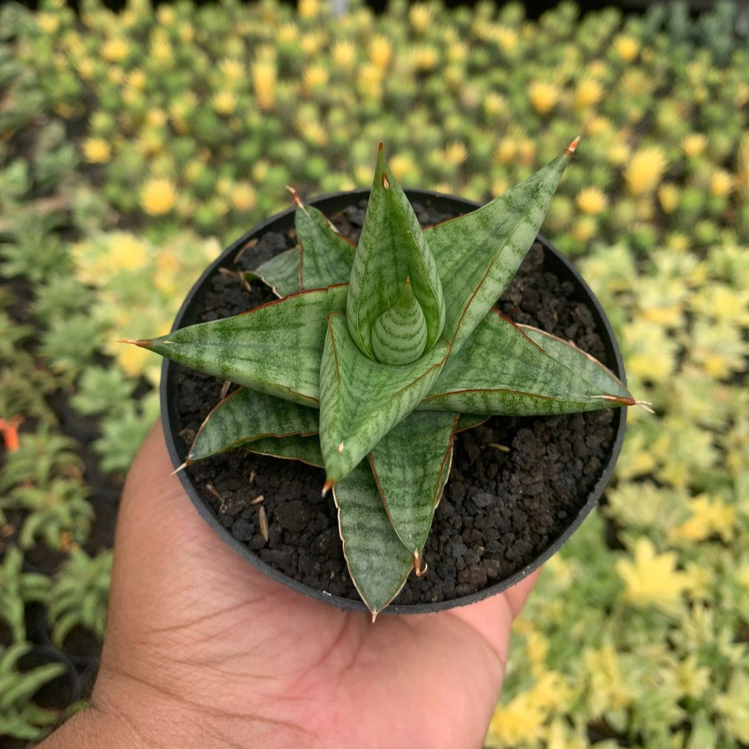 Sansevieria Gojila