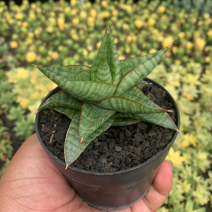 Sansevieria Gojila