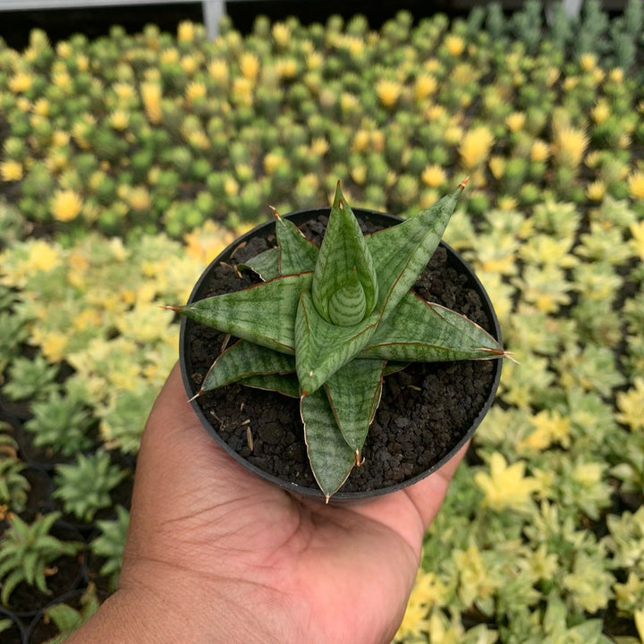Sansevieria Gojila