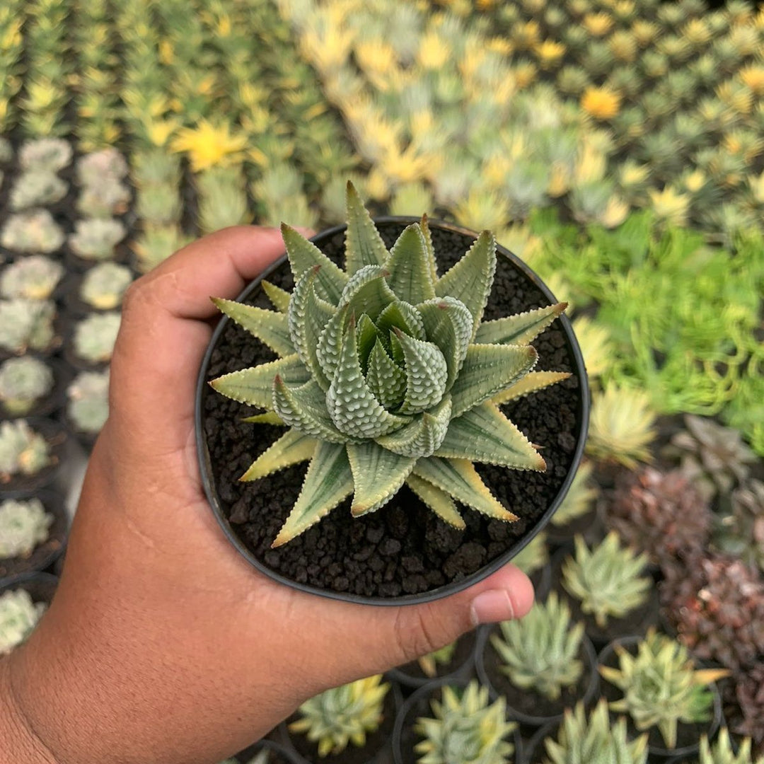 haworthia pumila variegated yellow