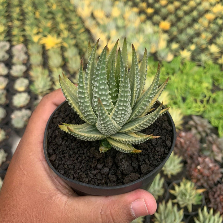 haworthia pumila variegated yellow
