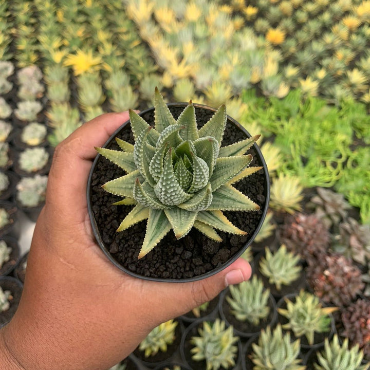 haworthia pumila variegated yellow