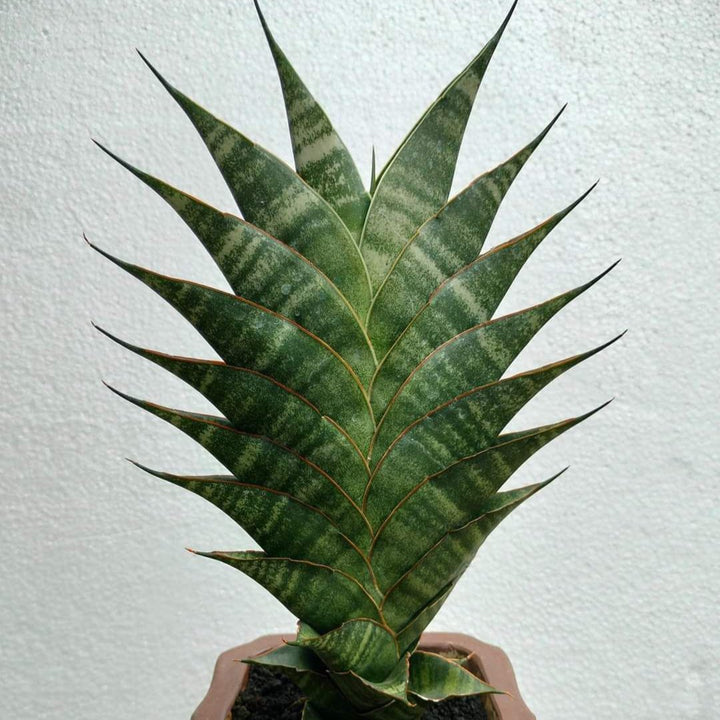 Sansevieria Jhodipati
