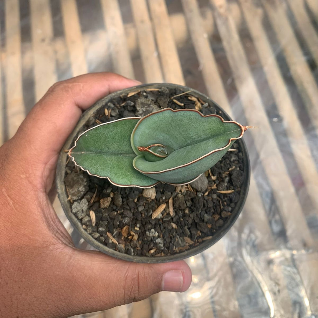 ま*か様 サンスベリア Sansevieria banana & rorida Sansevieria rorida – Kyle's Plants