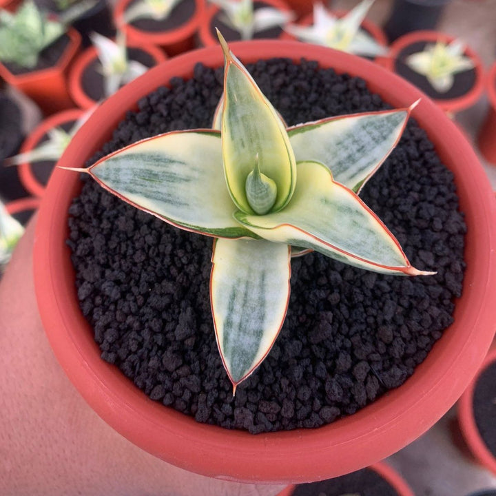 Sansevieria Vero Variegated