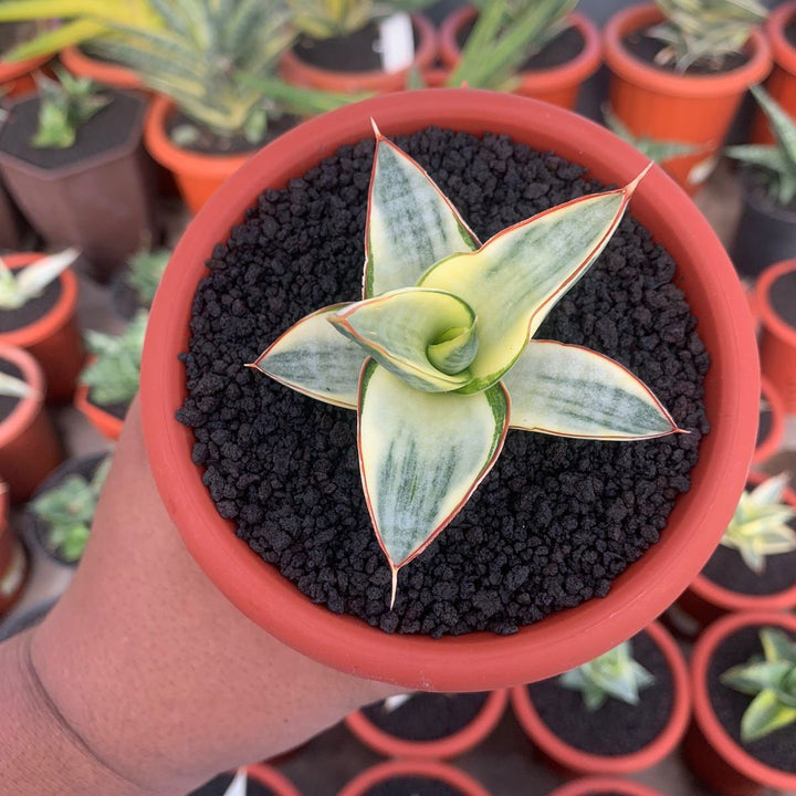 Sansevieria Vero Variegated