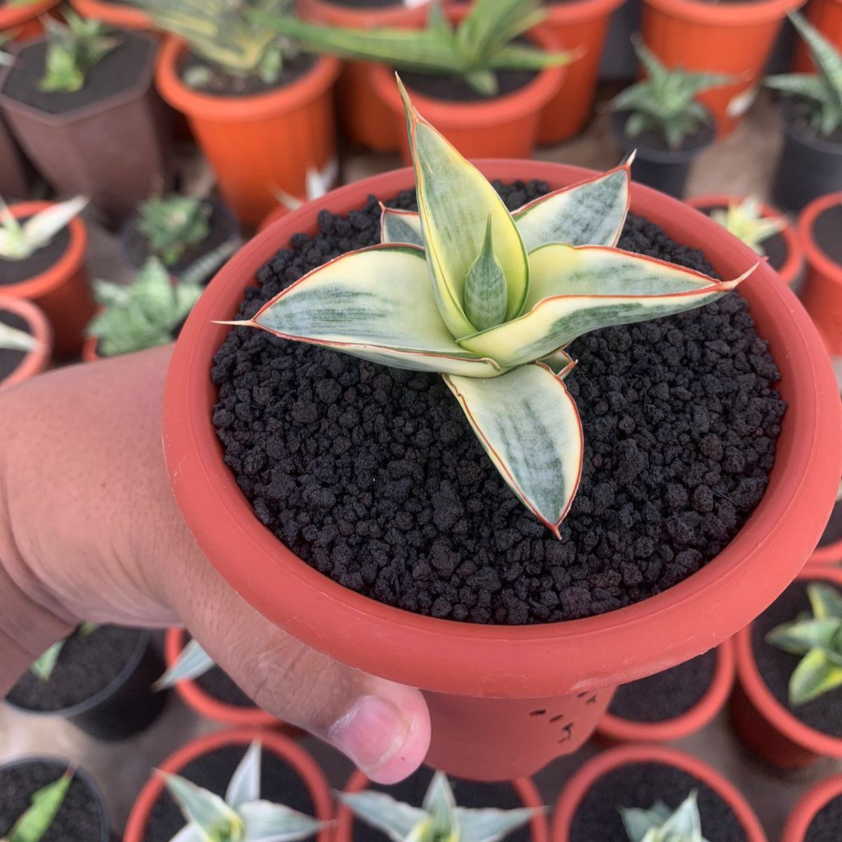 Sansevieria Vero Variegated – Succulentasia