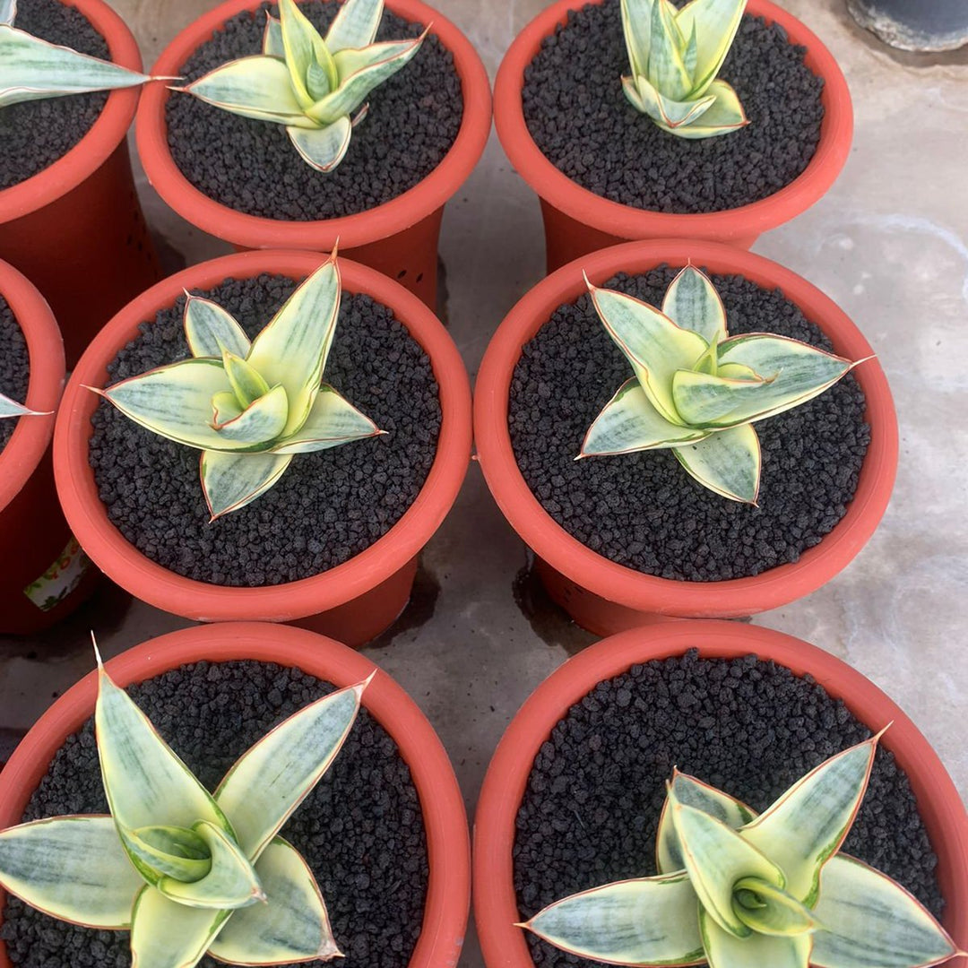 Sansevieria Vero Variegated