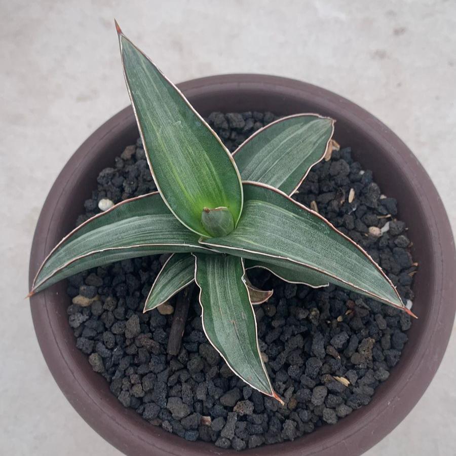 Sansevieria Drak Gren Clone Variegated