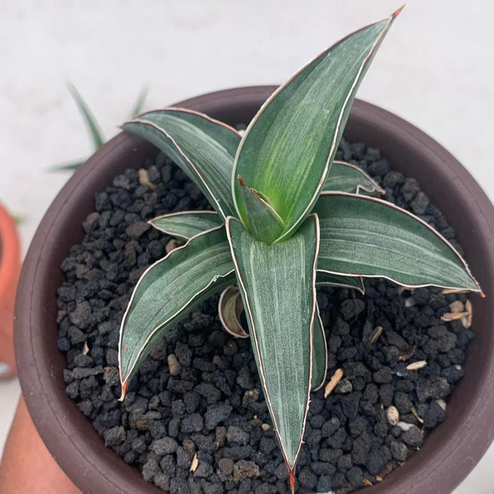 Sansevieria Drak Gren Clone Variegated