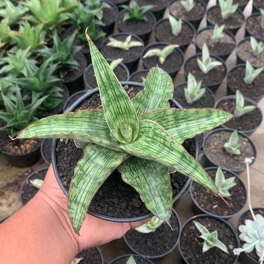 sansevieria price EXACT PLANT Sansevieria Gara