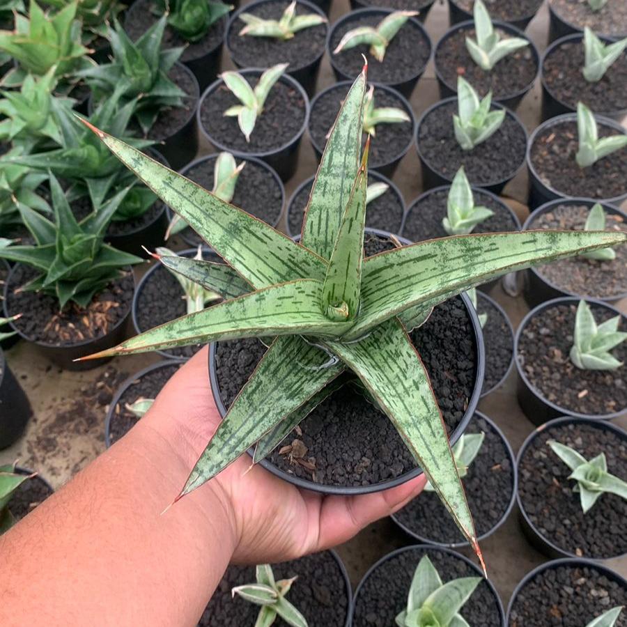 EXACT PLANT Sansevieria  joshepine personi baseball big
