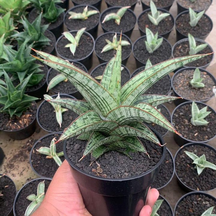 EXACT PLANT Sansevieria  joshepine personi baseball big