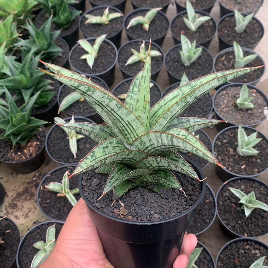 sansevieria baseball EXACT PLANT Sansevieria joshepine personi baseball big