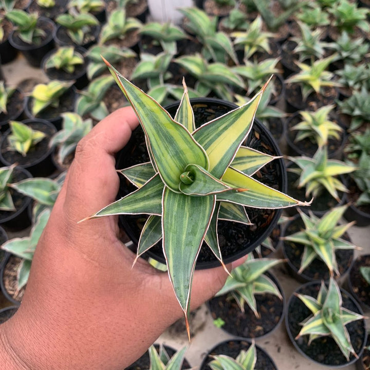 Sansevieria Lavrasnos Variegated
