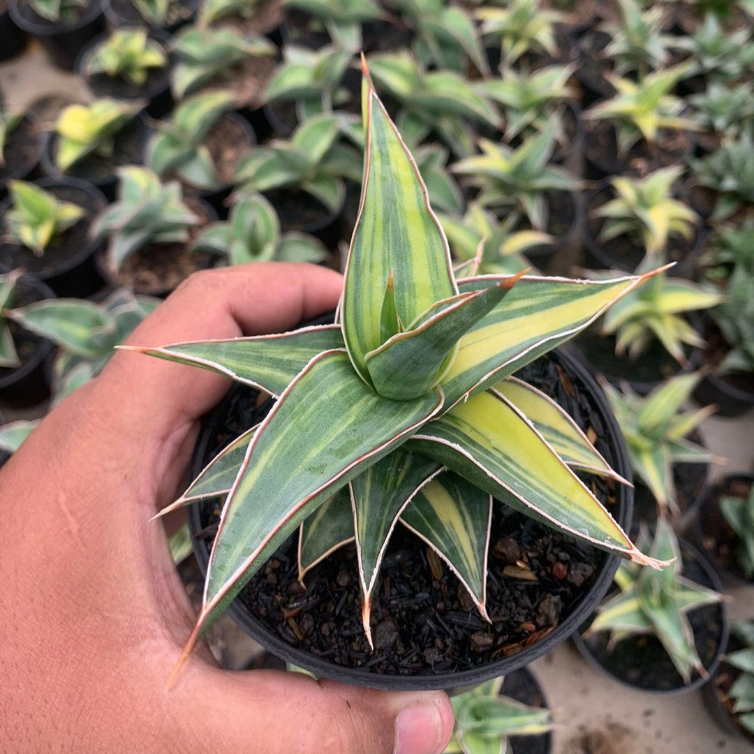 Sansevieria Lavrasnos Variegated