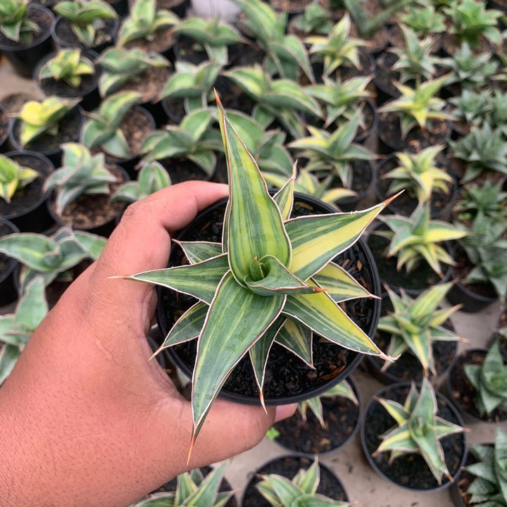 Sansevieria Lavrasnos Variegated