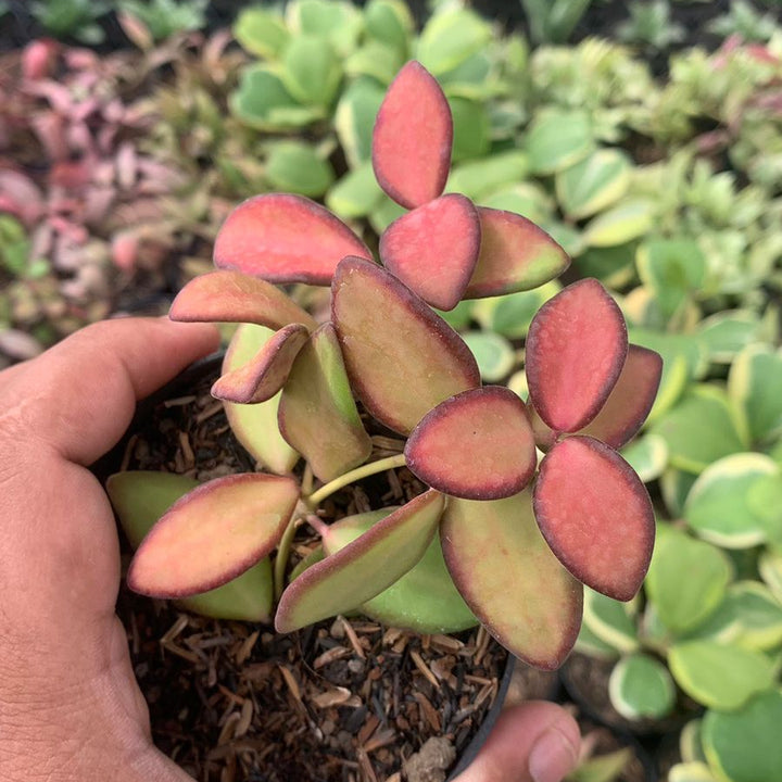 hoya burtoniae ds 70