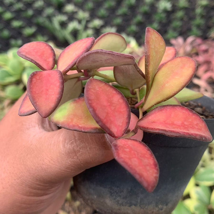 hoya burtoniae ds 70
