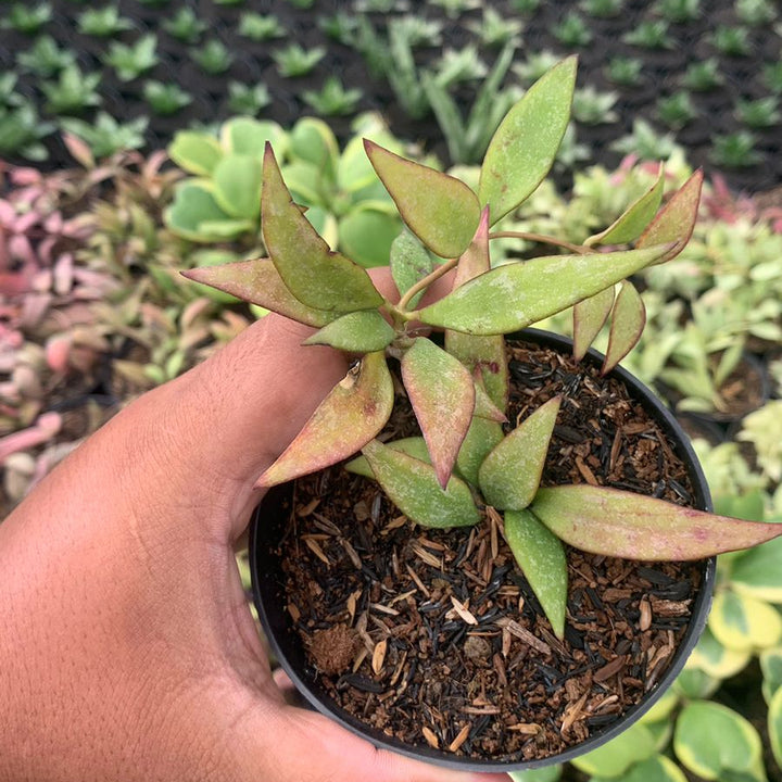 hoya parviflora