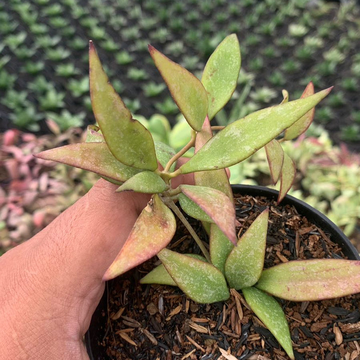 hoya parviflora