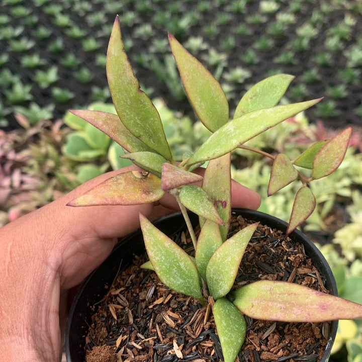 hoya parviflora