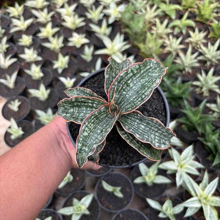 Sansevieria Phupamon x Eliensis