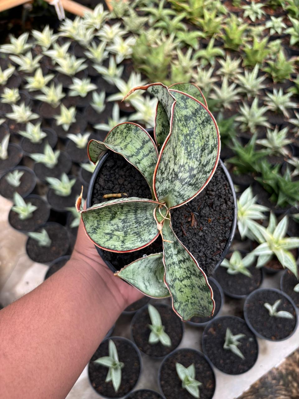prm sansevieria Sansevieria Phupamon x Eliensis