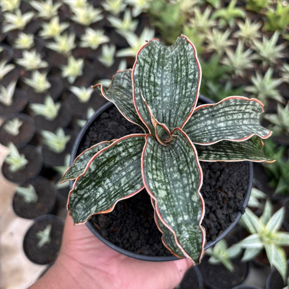 Sansevieria Phupamon x Eliensis