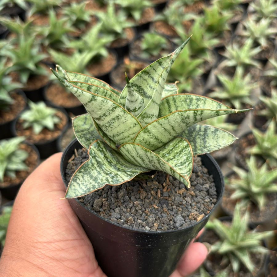 Sansevieria gendut