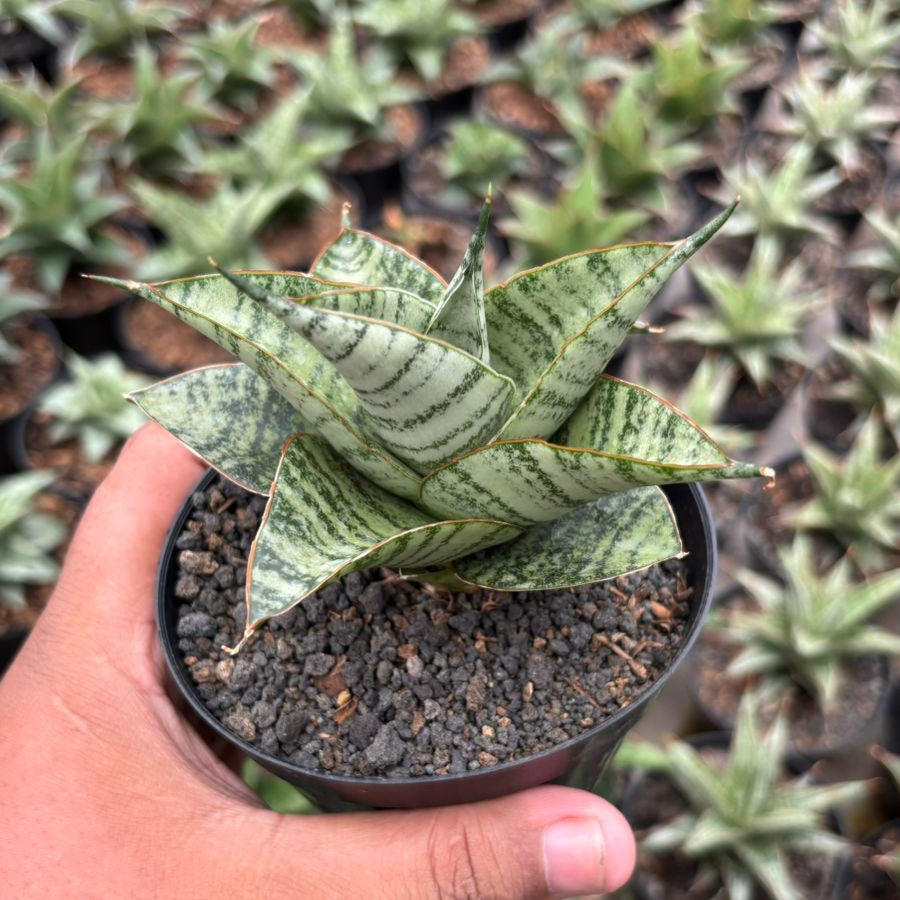 Sansevieria gendut