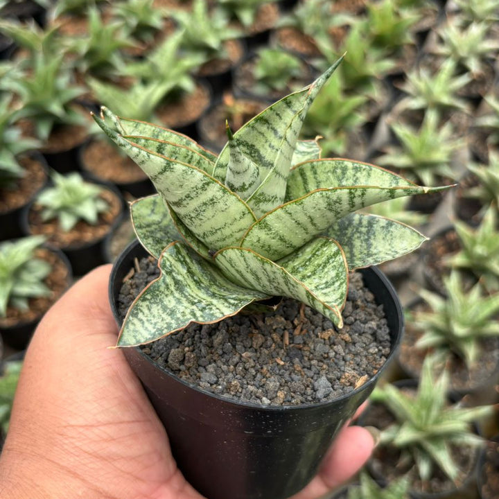 Sansevieria gendut