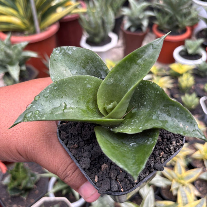 Sansevieria Melani