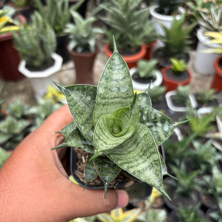 Sansevieria Rubicon