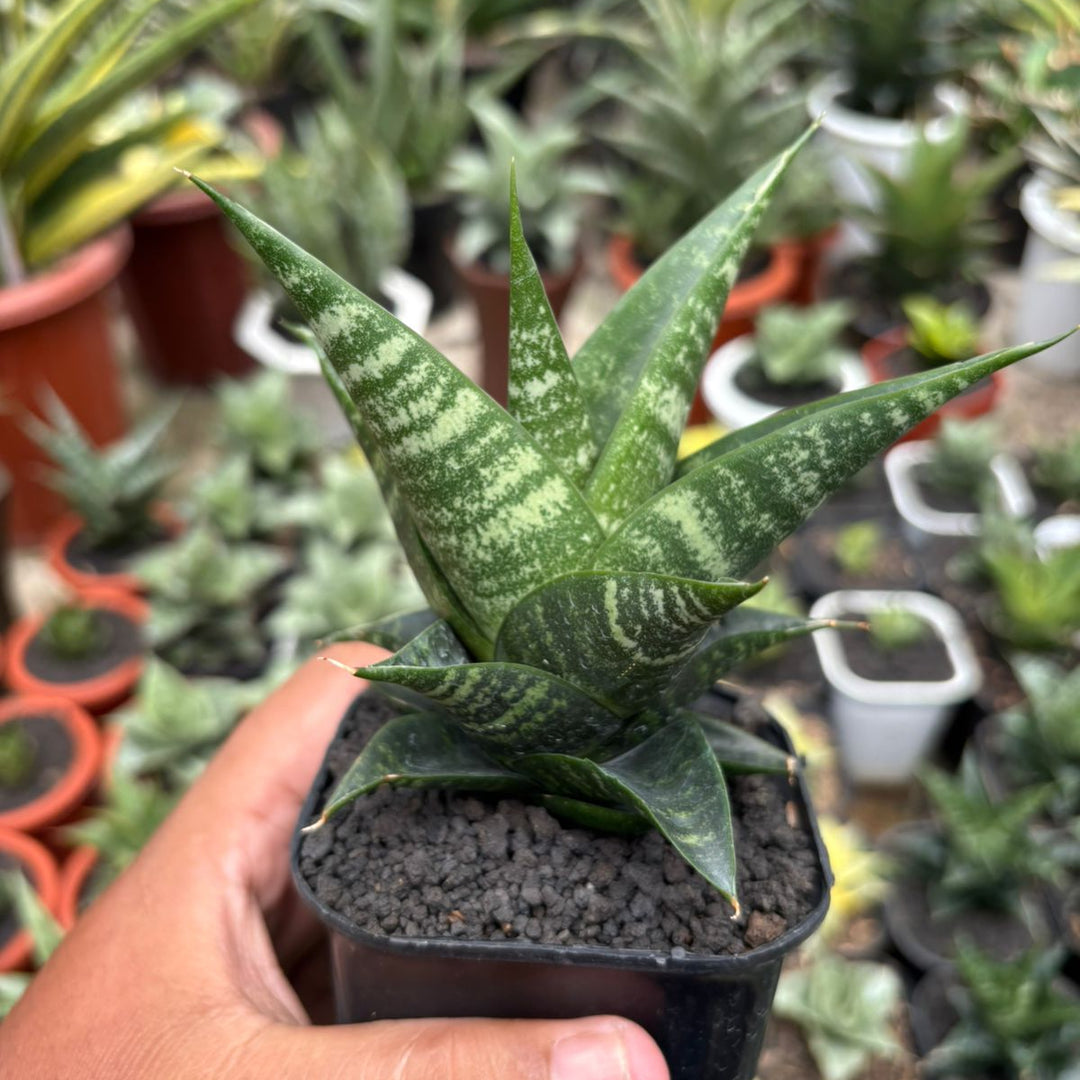 Sansevieria Black Diamond