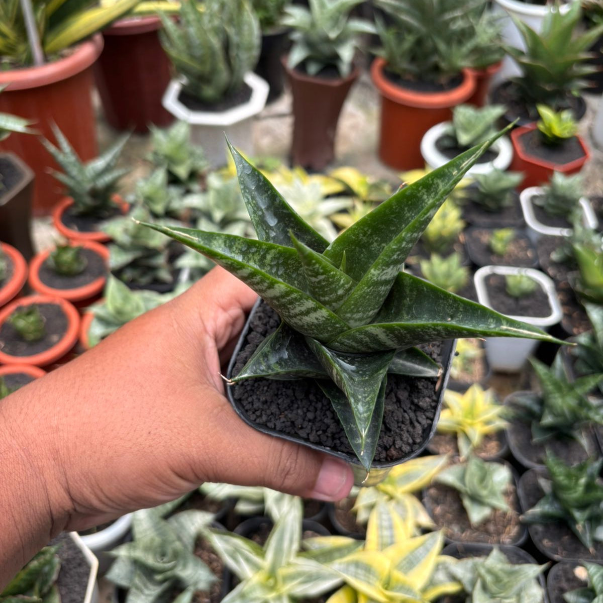 Succulentasia Sansevieria - Thumbnail 4