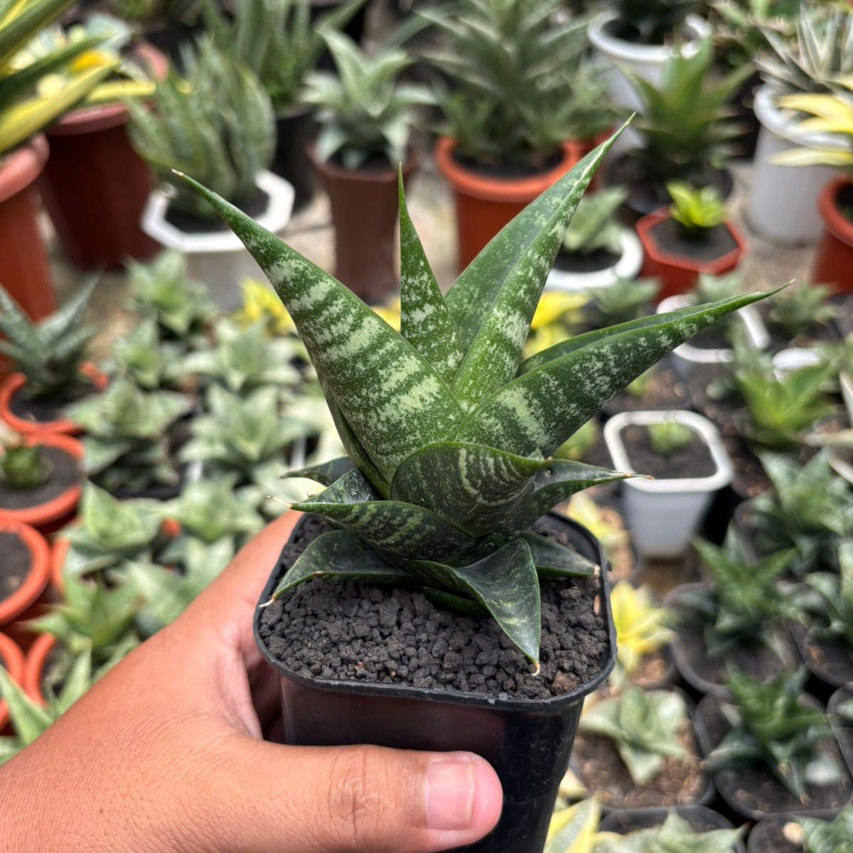 Succulentasia Sansevieria