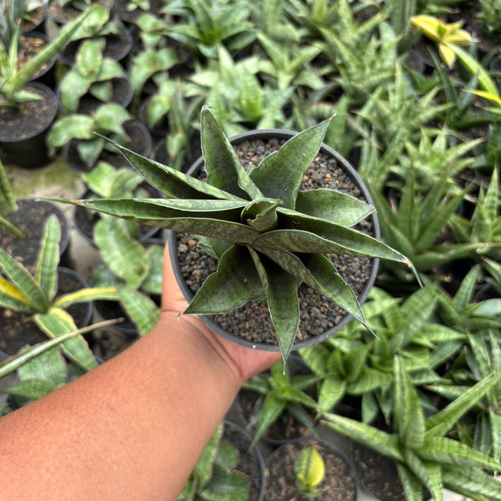 Sansevieria Apache