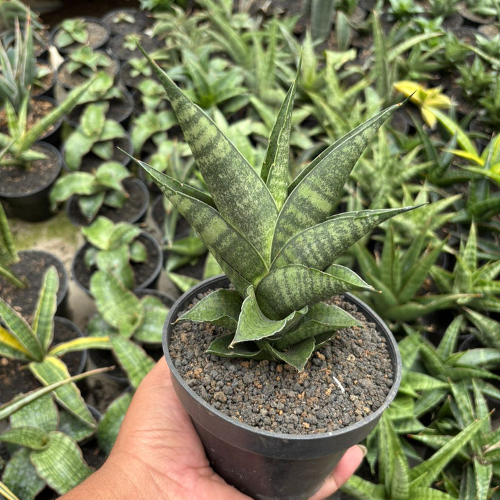 Sansevieria Apache