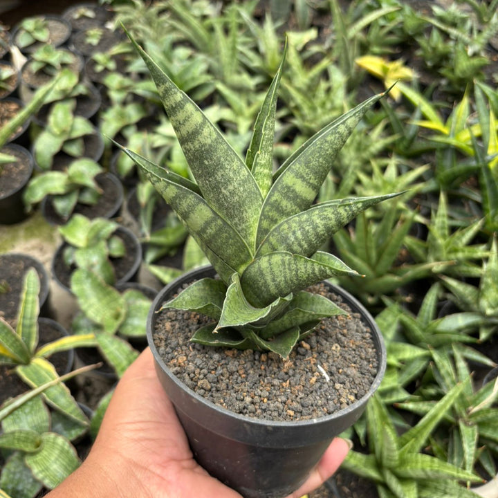 Sansevieria Apache