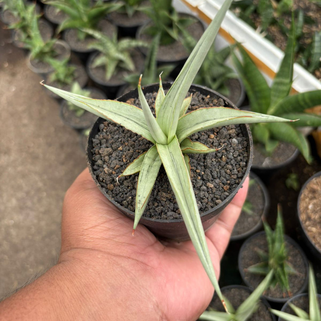Sansevieria Dancin Dragon