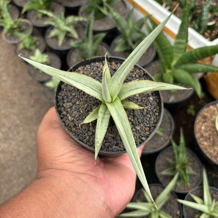 Sansevieria Dancin Dragon
