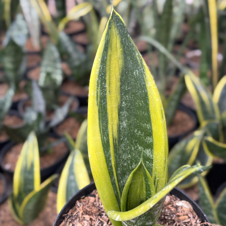 Sansevieria Gold Flame