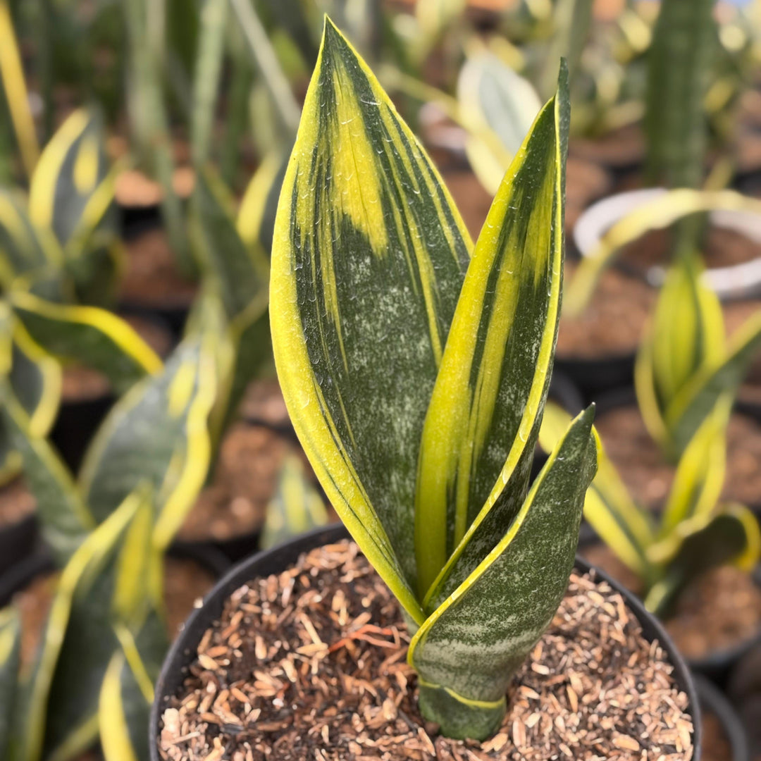 Sansevieria Gold Flame